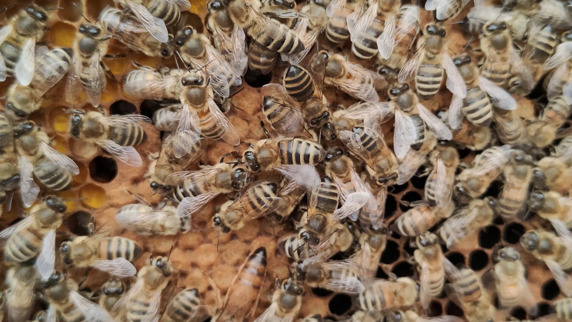 bienenkoenigin